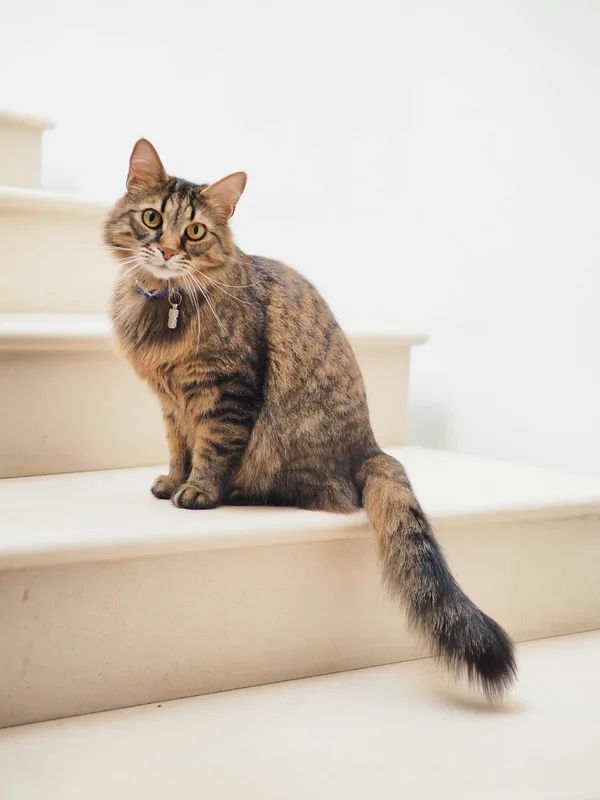 Topaklanan Kedi Kumu Doğal Bentonit 10 L
