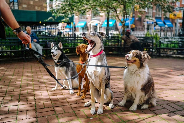 Köpek Gezdirme Tasması ve Kayışı Seti