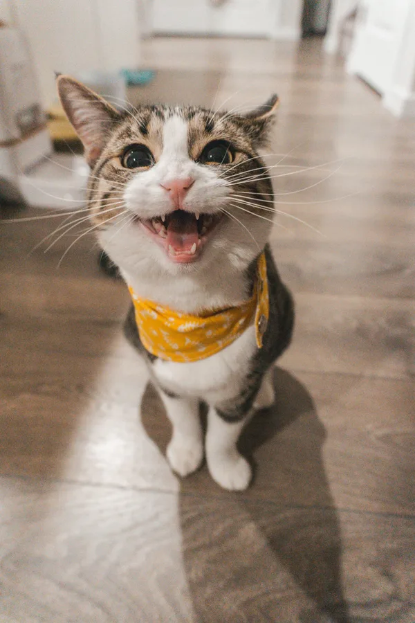 Kedi Ödül Maması Ton Balıklı 60 g