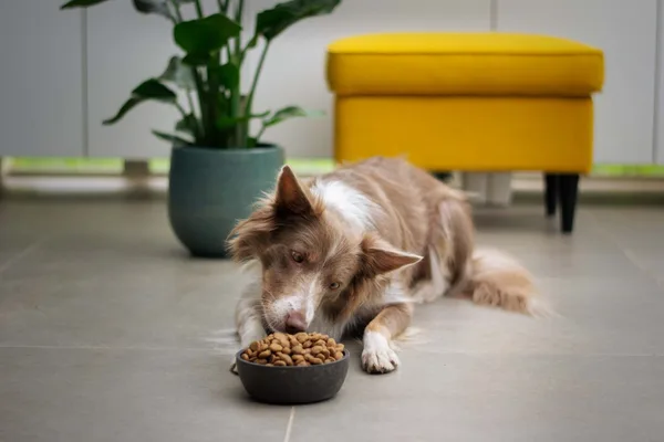 Köpek Ödül Maması Biftek Aromalı 500 g