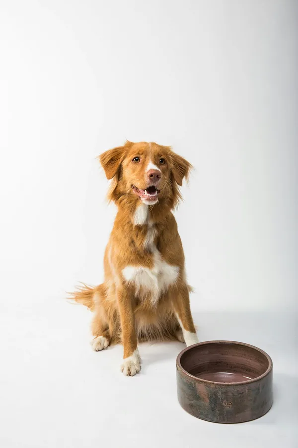 Premium Köpek Maması Kuzu & Pirinç 12 kg