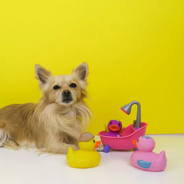 Ortopedik Köpek Yatağı Yumuşak Peluş