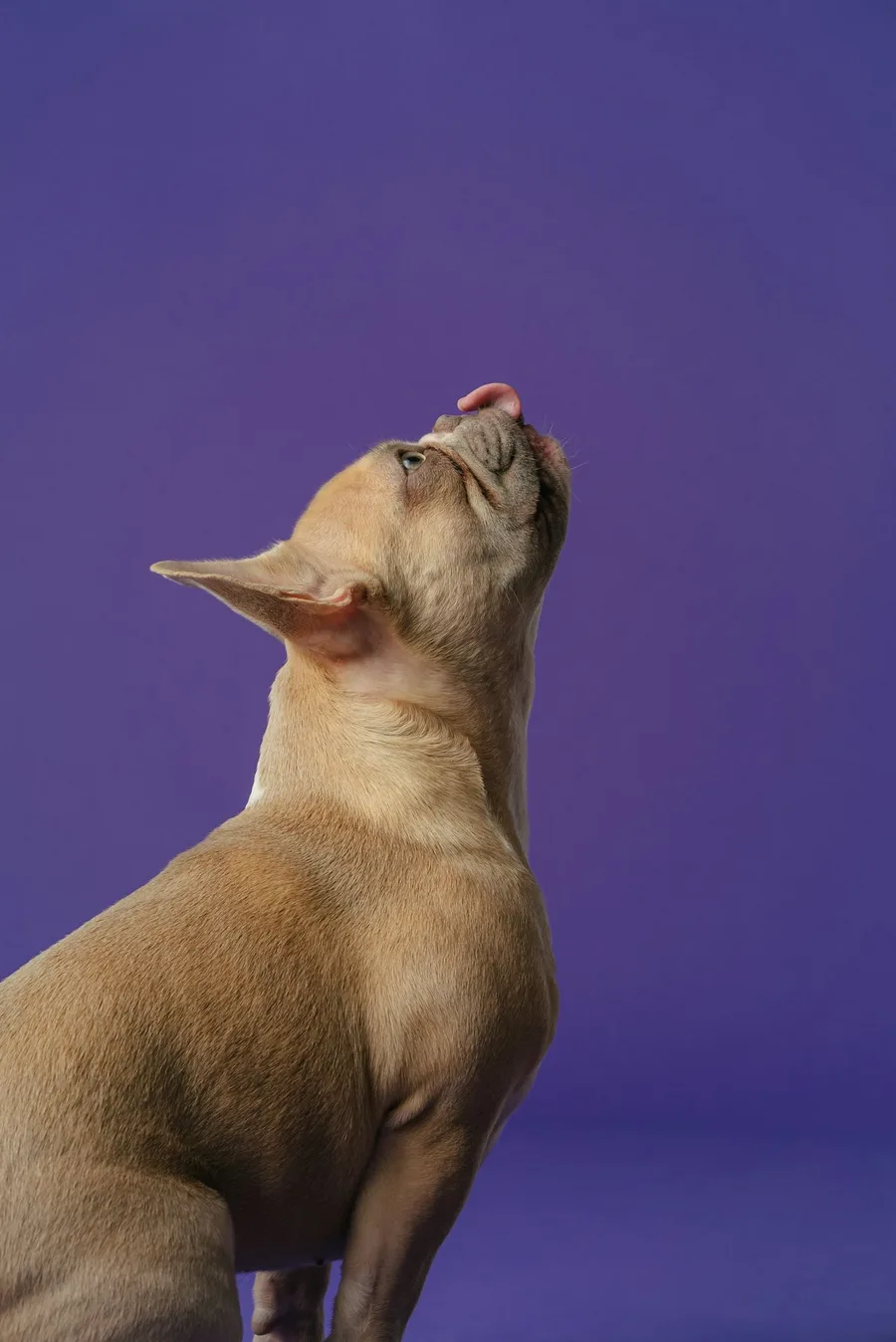 Köpek Diş Sağlığı Çiğneme Kemiği 5li