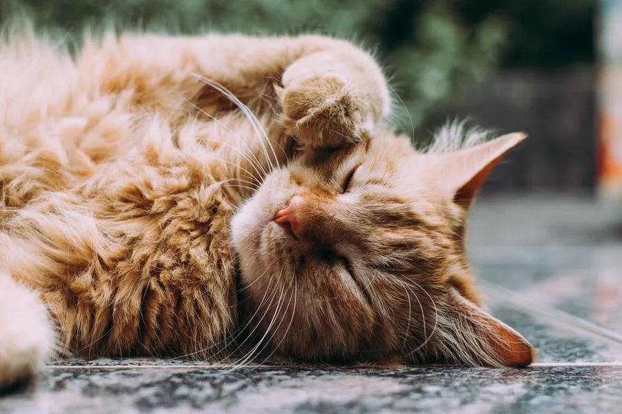 Kedi Tırmalama Tahtası ve Yuvası
