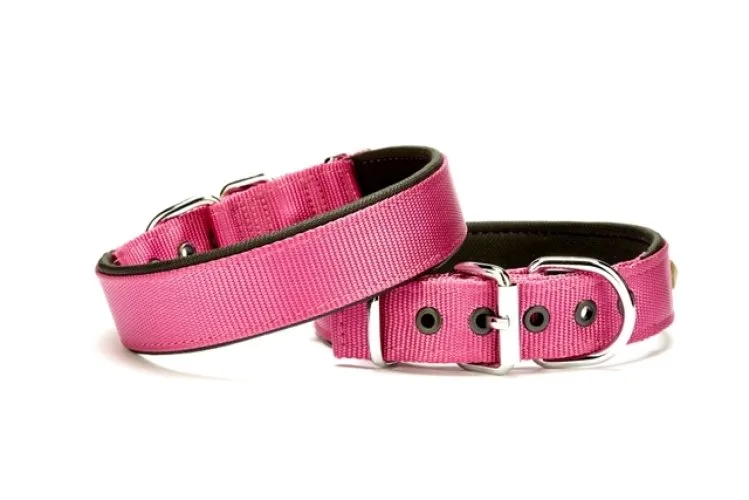 Softlu Köpek Boyun Tasması 3 cm x 55 cm Mor