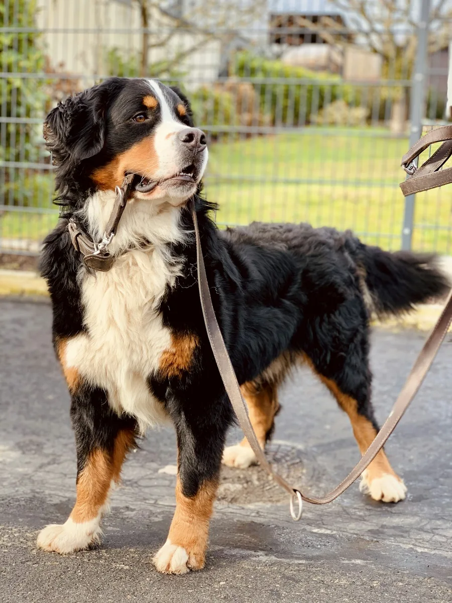 Ayarlanabilir Köpek Boyun Tasması