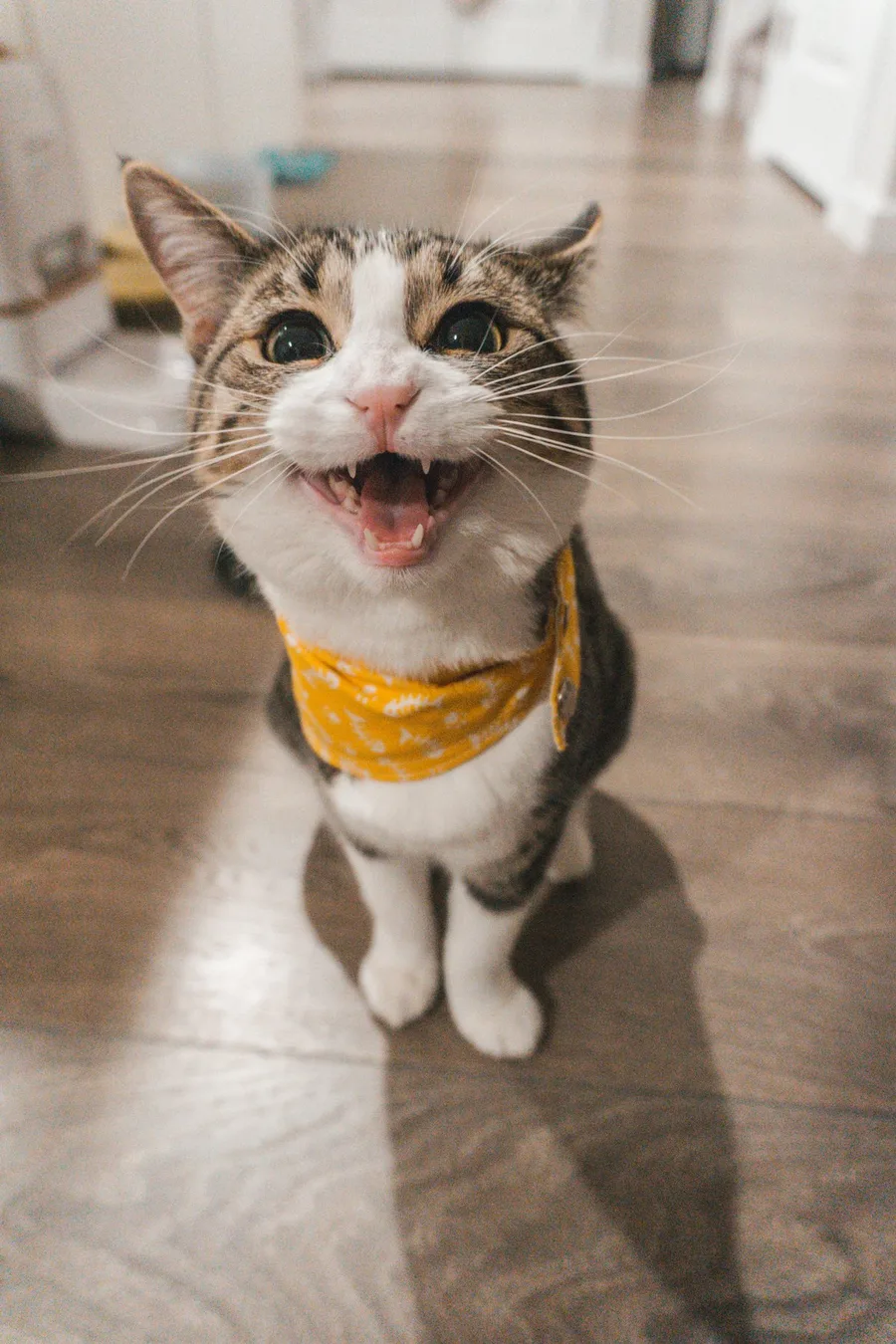 Kedi Ödül Maması Ton Balıklı 60 g