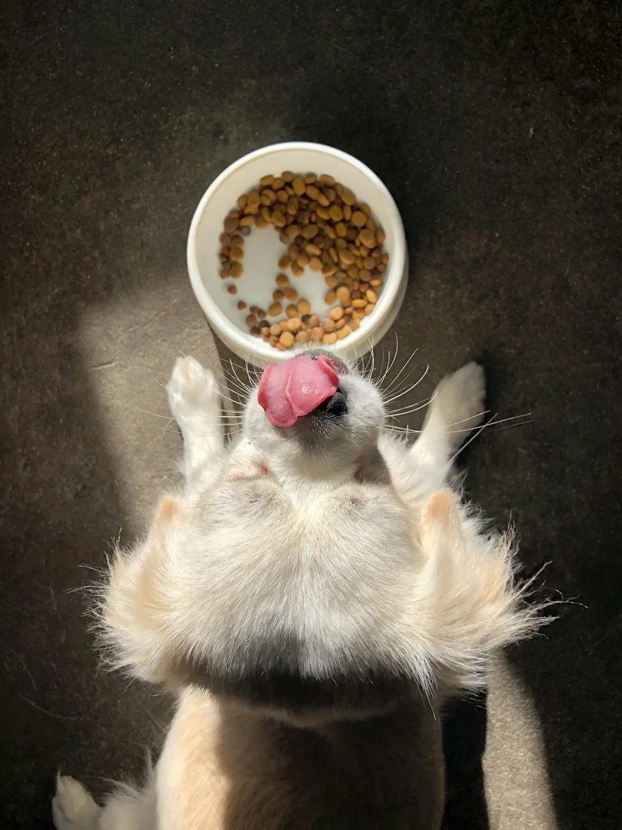 Yavru Köpek Maması Tavuklu 3 kg